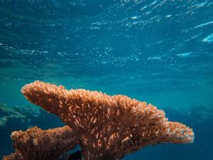 The Great Barrier Reef Has Lost 50% of Coral in 3 Decades